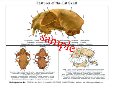 Dissection Key Card - Cat