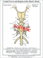 Dissection Key Card - Shark