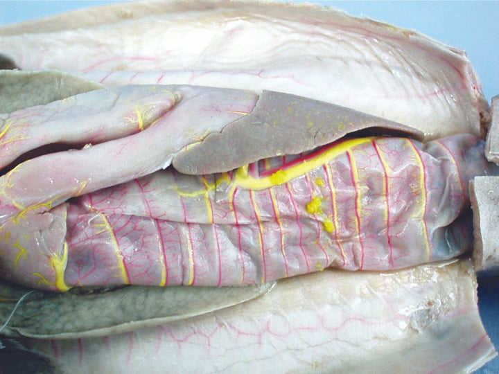 Disection Cuts Fish Specimens | Fish for Dissection | Bio Corporation – Page 2