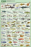 Display Chart - Fish