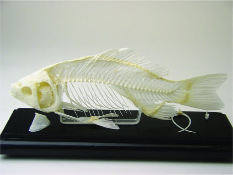 Anatomical Skeleton Models | Bio Corporation