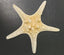 Starfish - Sun Dried 8" - 10"