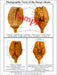 Dissection Key Card - Brain