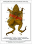 Dissection Key Card - Frog