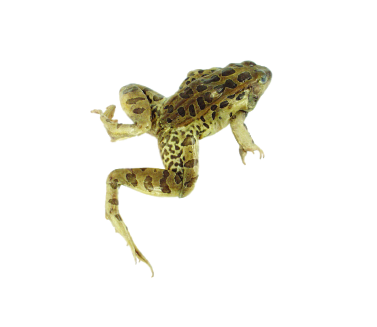 Leopard Frog