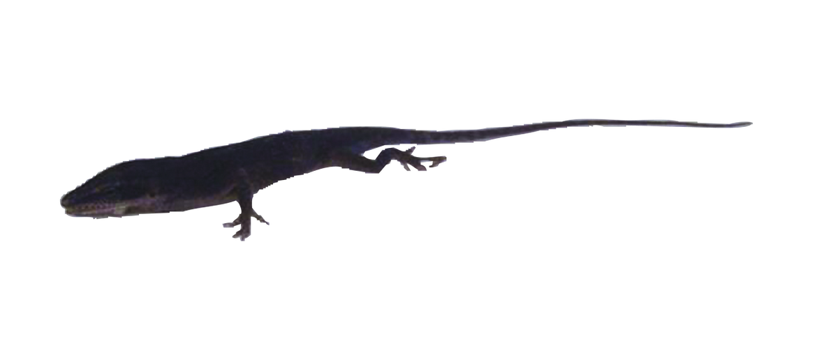 Lizard