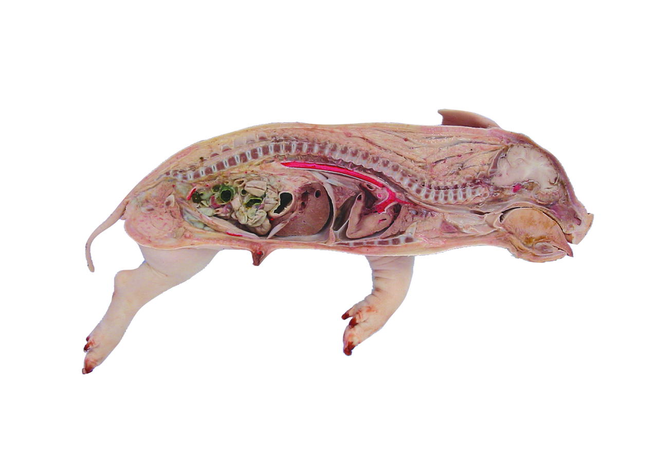 Midline Section Pig