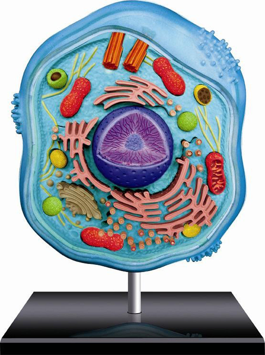4D Animal Cell Anatomy Model