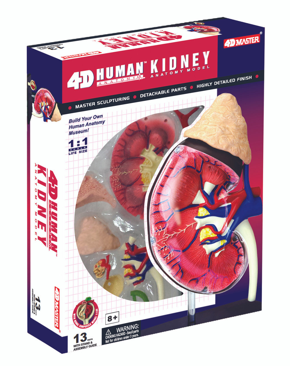 Anatomical Models | 4D Anatomical Models | Bio Corporation