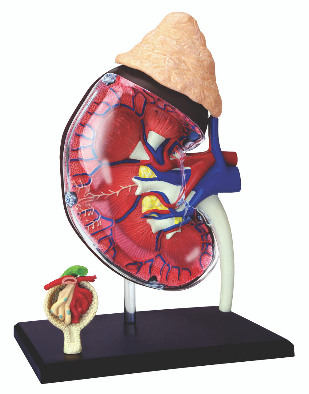 4D Vision Human Kidney Anatomy Model