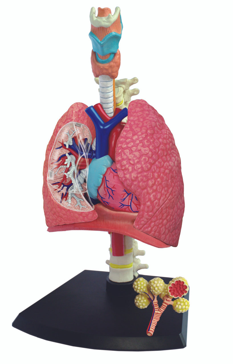 4D Vision Human Head Anatomy Model - Walmart.com