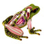 4D Vision Frog Anatomy Model