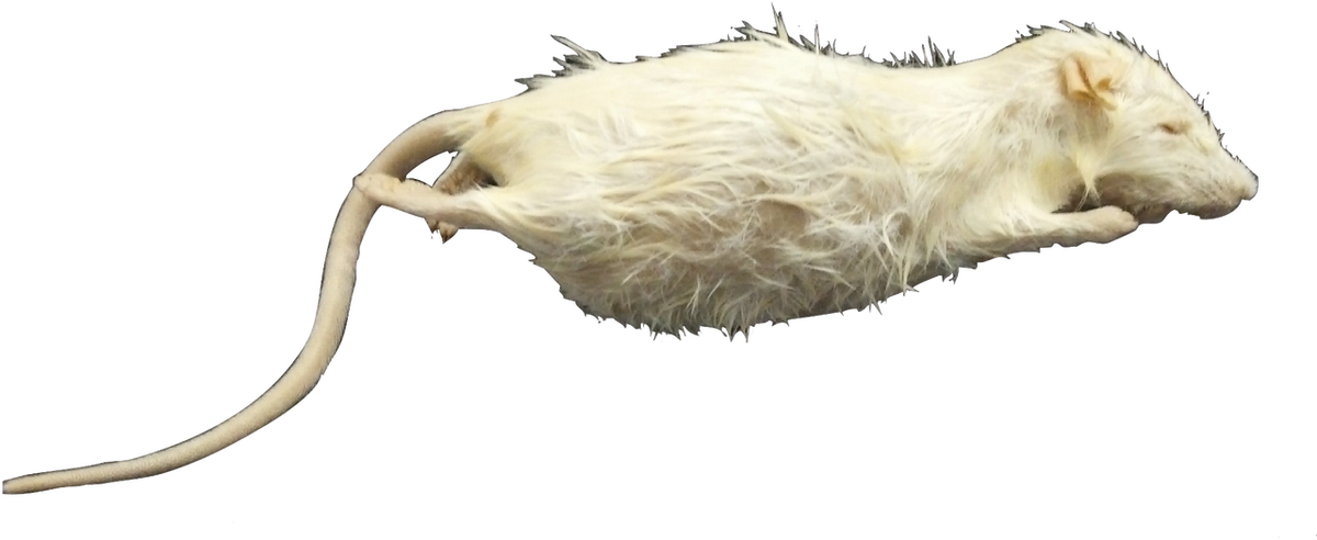 Mouse