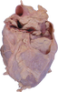 Pig Heart in Pericardium