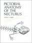 Pictorial Anatomy of the Necturus