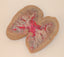 Pig Kidney