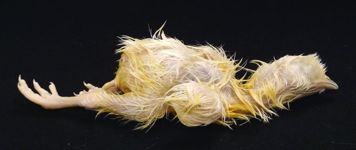 Chick Dissection Preserved Plain Chick