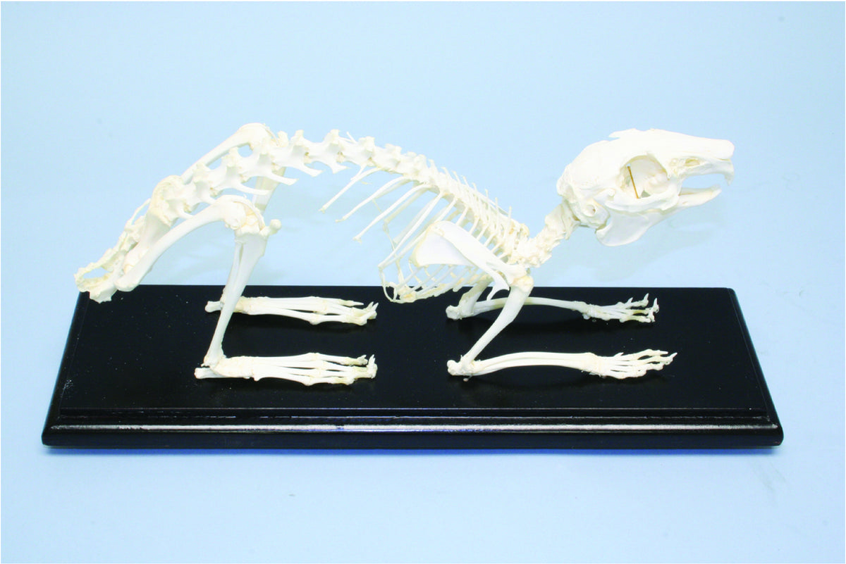De Bone Rabbit Skeleton - Rabbit