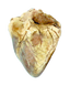 Sheep Heart - Uncut