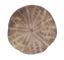 Sand Dollar