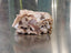 Sheep Brain - in skull cube