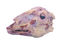 Sheep Head-Uncut