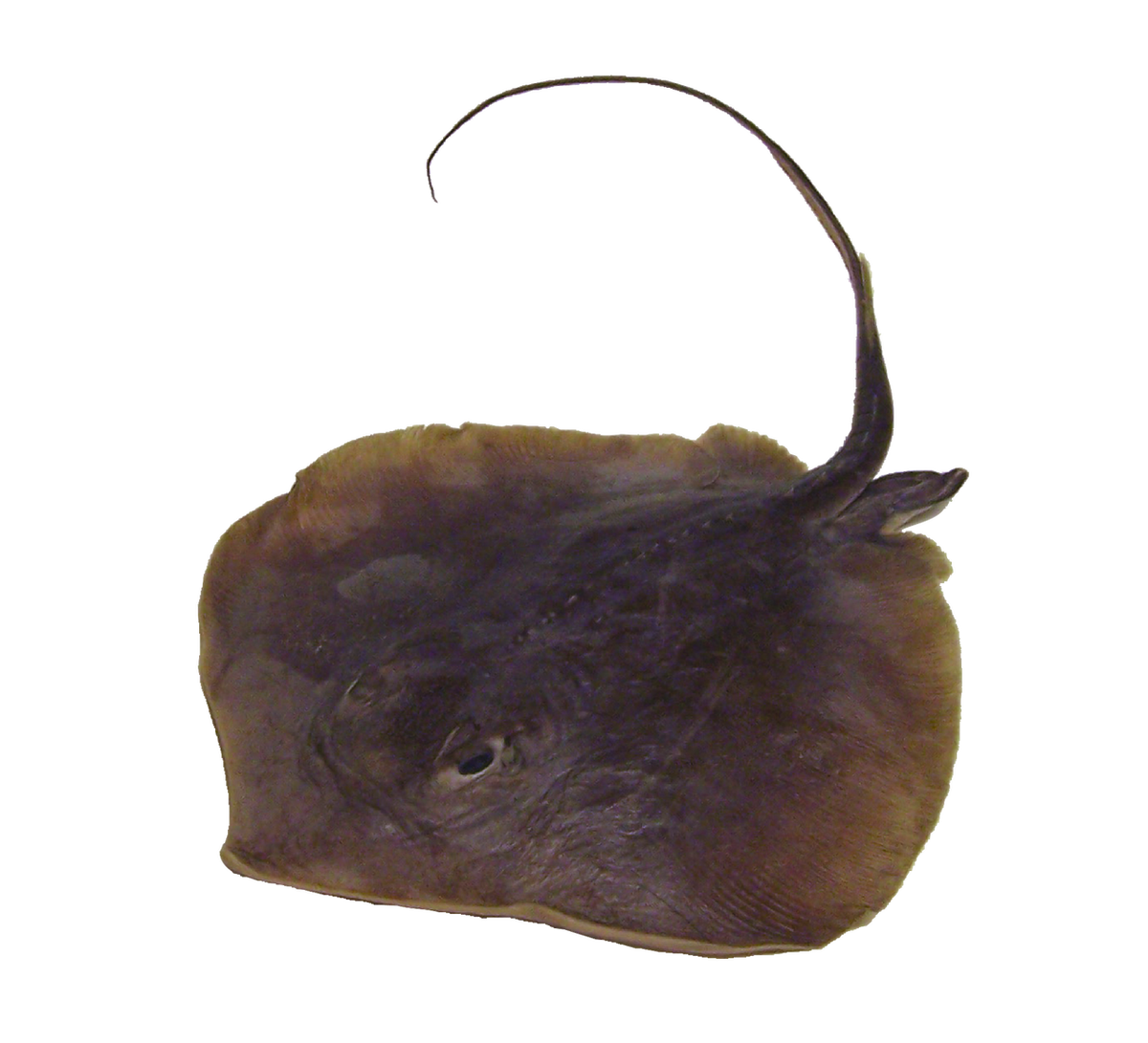 Stingray