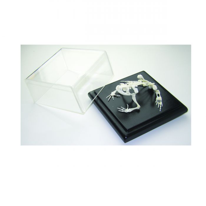 Anatomical Skeleton Models | Bio Corporation
