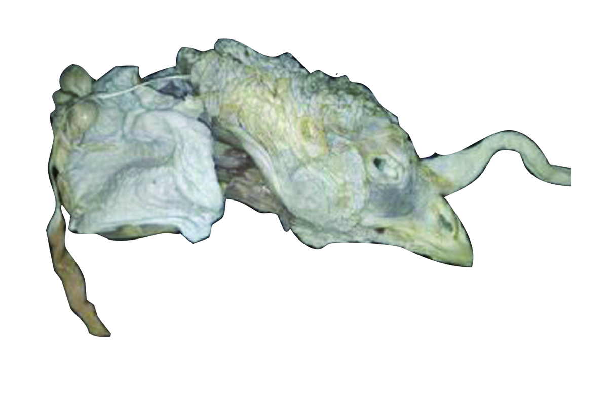 Turkey Head