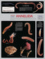 Wall Chart - Annelida