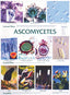 Wall Chart - Ascomycetes