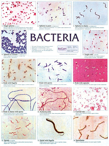 Bacter Cards Wall Chart - Bacteria