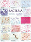 Wall Chart - Bacteria