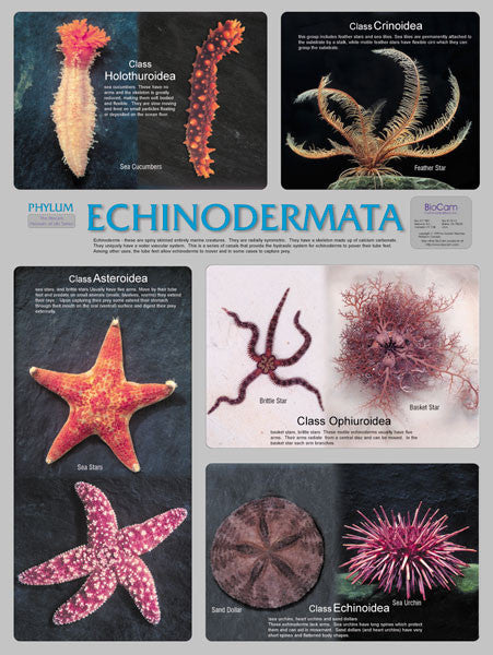 Echinodermata Classes