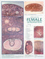 Wall Chart - Female Reproductive
