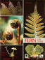 Wall Chart - Fern Life Cycle