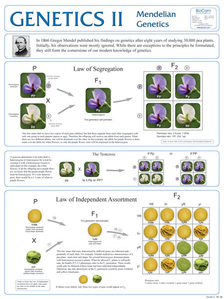 Wall Chart - Genetics 2