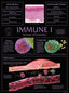 Wall Chart - Immune 1