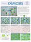 Wall Chart - Osmosis