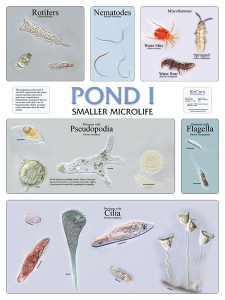 Wall Chart - Pond 1