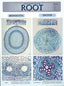 Wall Chart - Root Histology