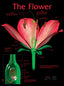 Wall Chart - The Flower