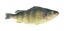 Yellow Perch