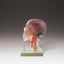 Neuroanatomy Head Model