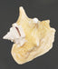 Conch Shell 6" - 8"