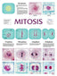 Wall Chart - Mitosis