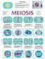 Wall Chart - Meiosis