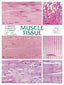 Wall Chart - Muscle Tissue