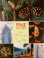 Wall Chart - Pine Life Cycle