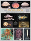 Wall Chart - Mollusca